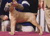 California's Cyrano winning his first All-Breed BIS Puppy at twelve weeks of age,�competing against AKC and rare breed dogs up to eighteen months of age.